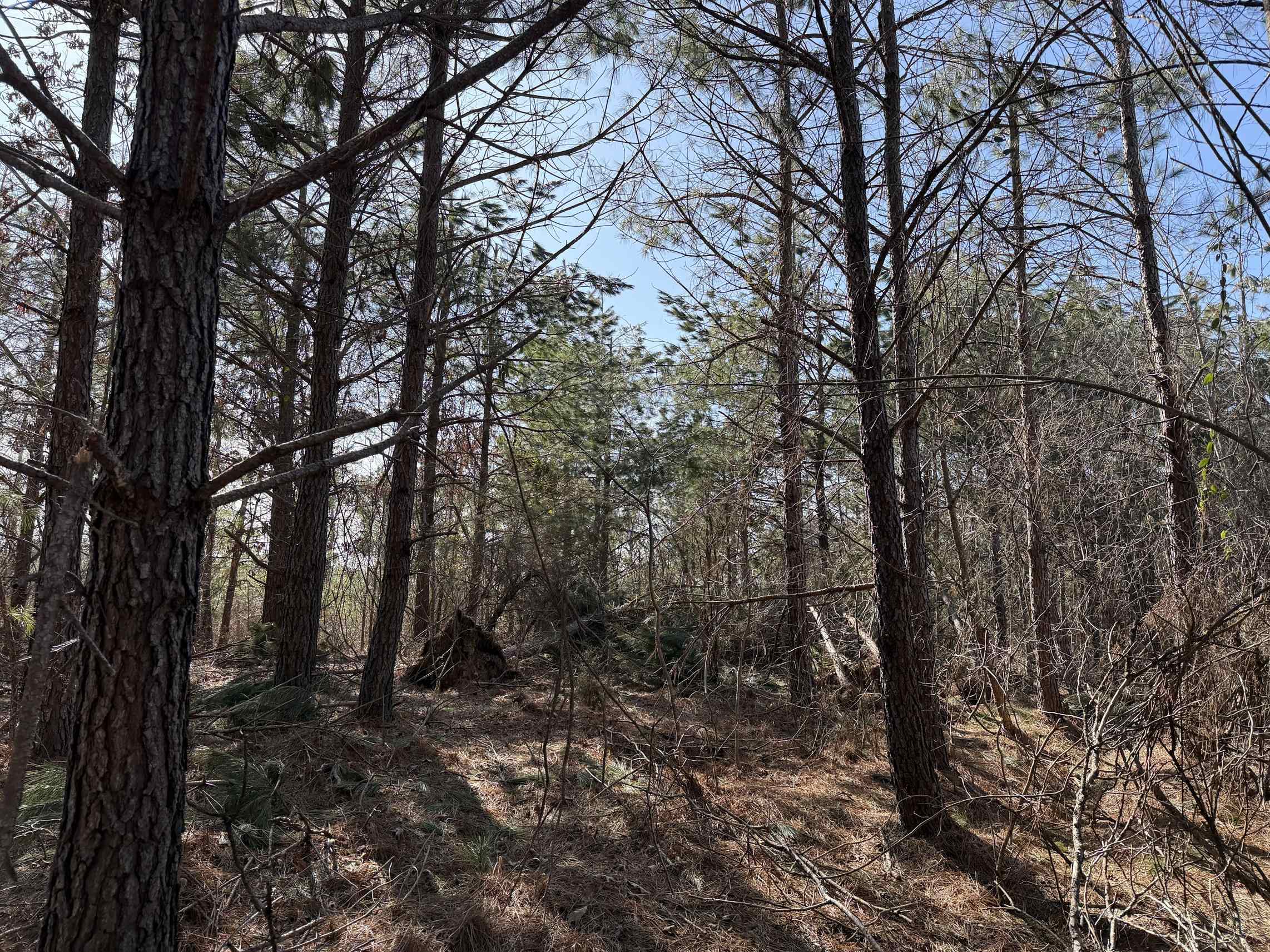 2 Pyburn Drive Savannah, TN 38372 - Photo 9 of 19 a view of a forest with trees in the background