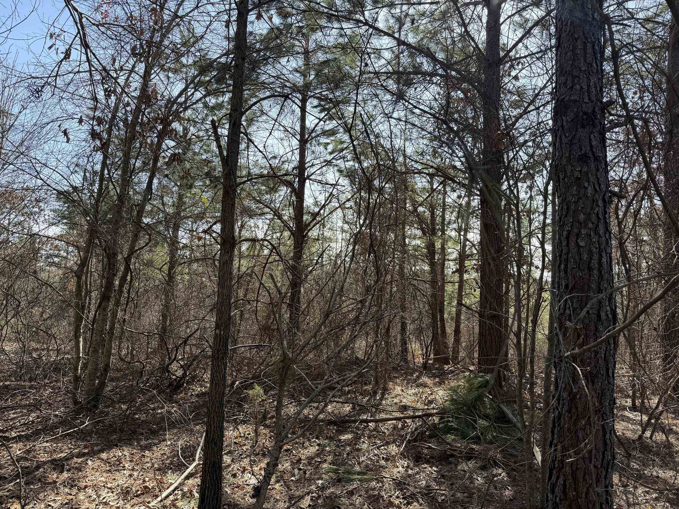 2 Pyburn Drive Savannah, TN 38372 - Photo 10 of 19 a view of forest