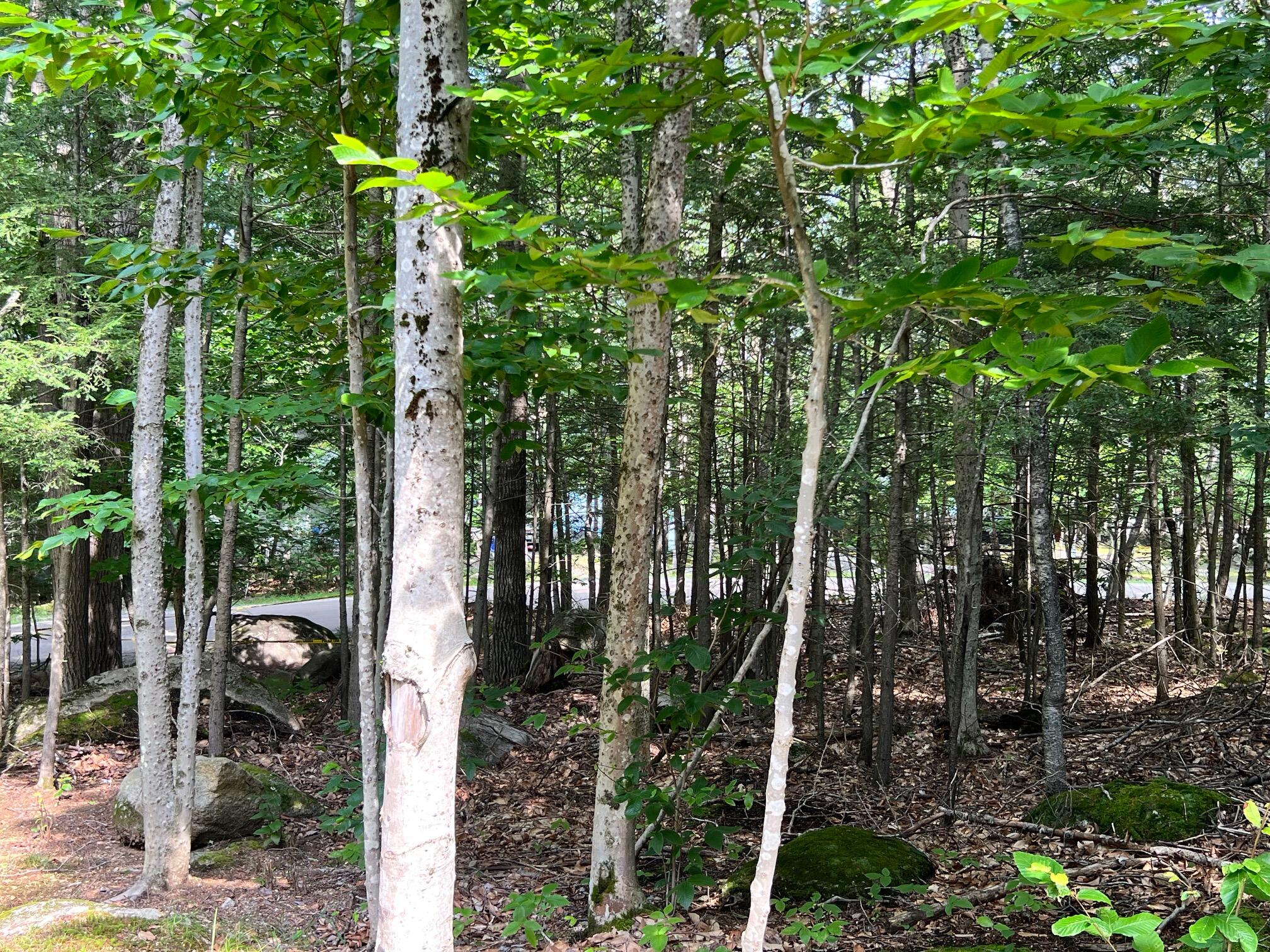 63 Ridge Road Frye Island, ME 04084 - Photo 29 of 29 Seasonal water views