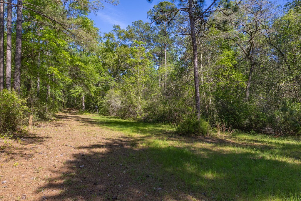 165-acres Harrison Road Kinston, AL 36453 - Photo 17 of 26