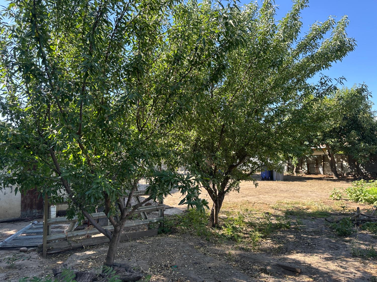 809 Washington Avenue Madera, CA 93638 - Photo 18 of 20 a view of a yard with a tree