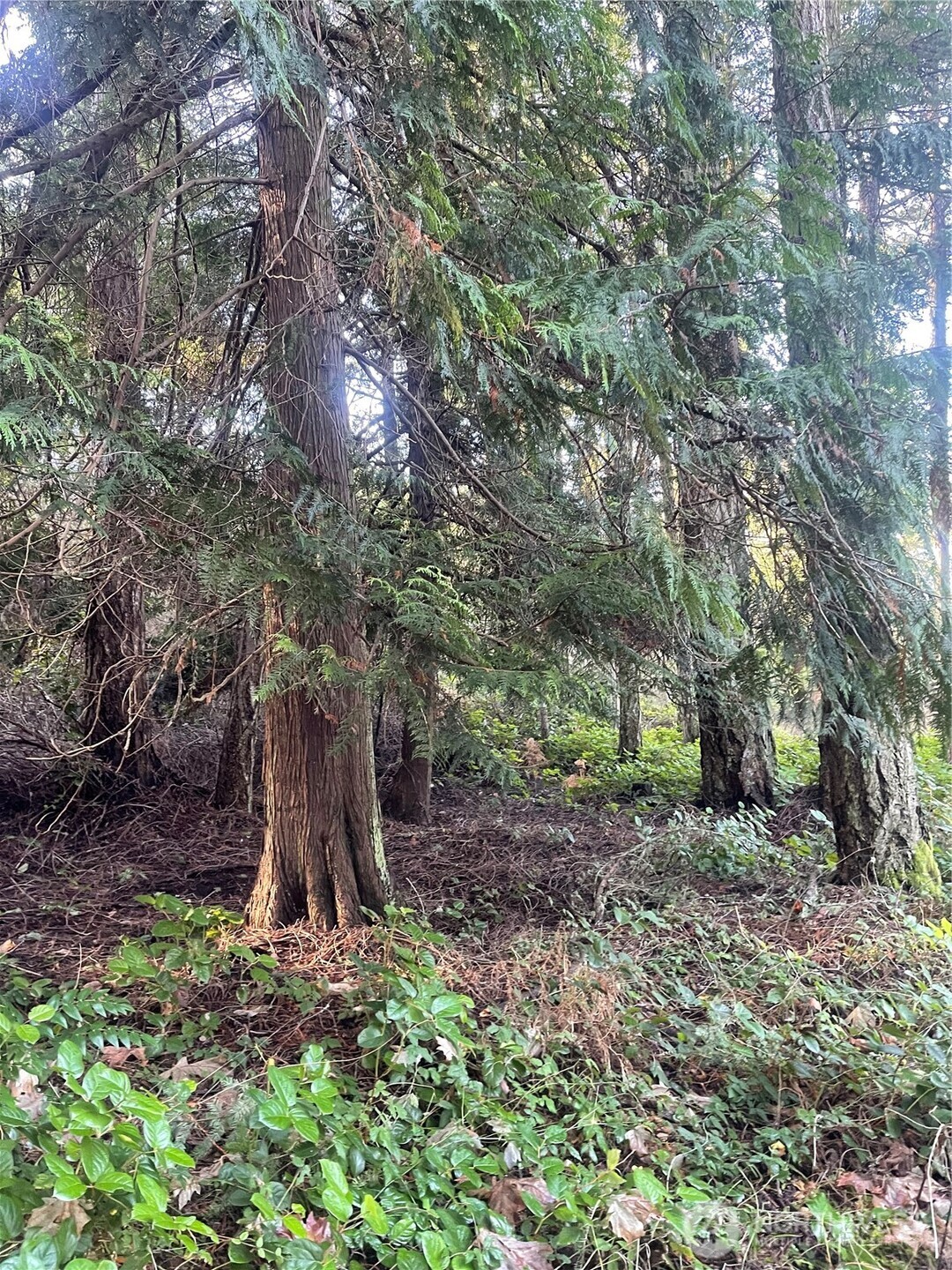 276 Point Caution Drive Friday Harbor, WA 98250 - Photo 11 of 21 a backyard of a house with lots of green space