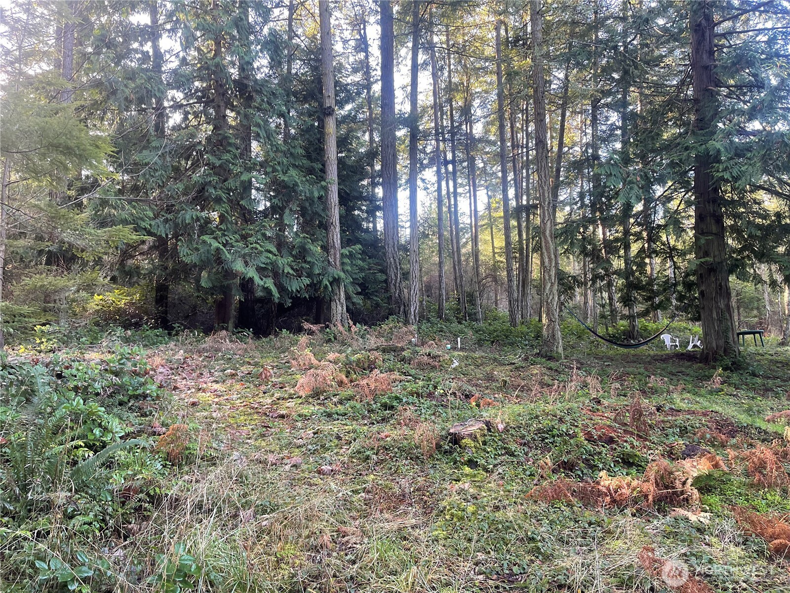 276 Point Caution Drive Friday Harbor, WA 98250 - Photo 19 of 21 a backyard of a house with lots of green space