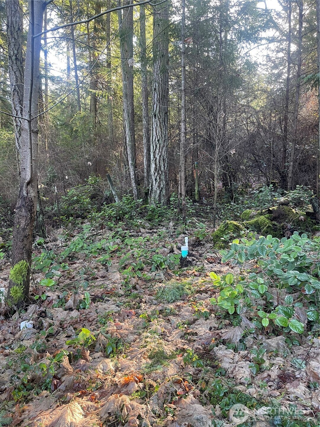 276 Point Caution Drive Friday Harbor, WA 98250 - Photo 21 of 21 a backyard of a house