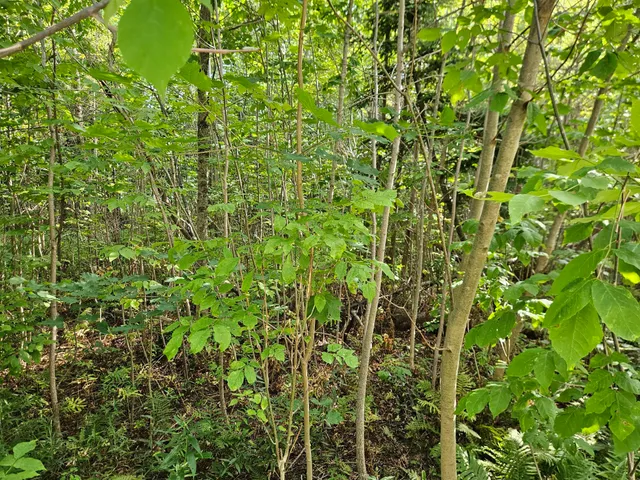 $31,500 | 0 High Street, Guilford, ME 04443