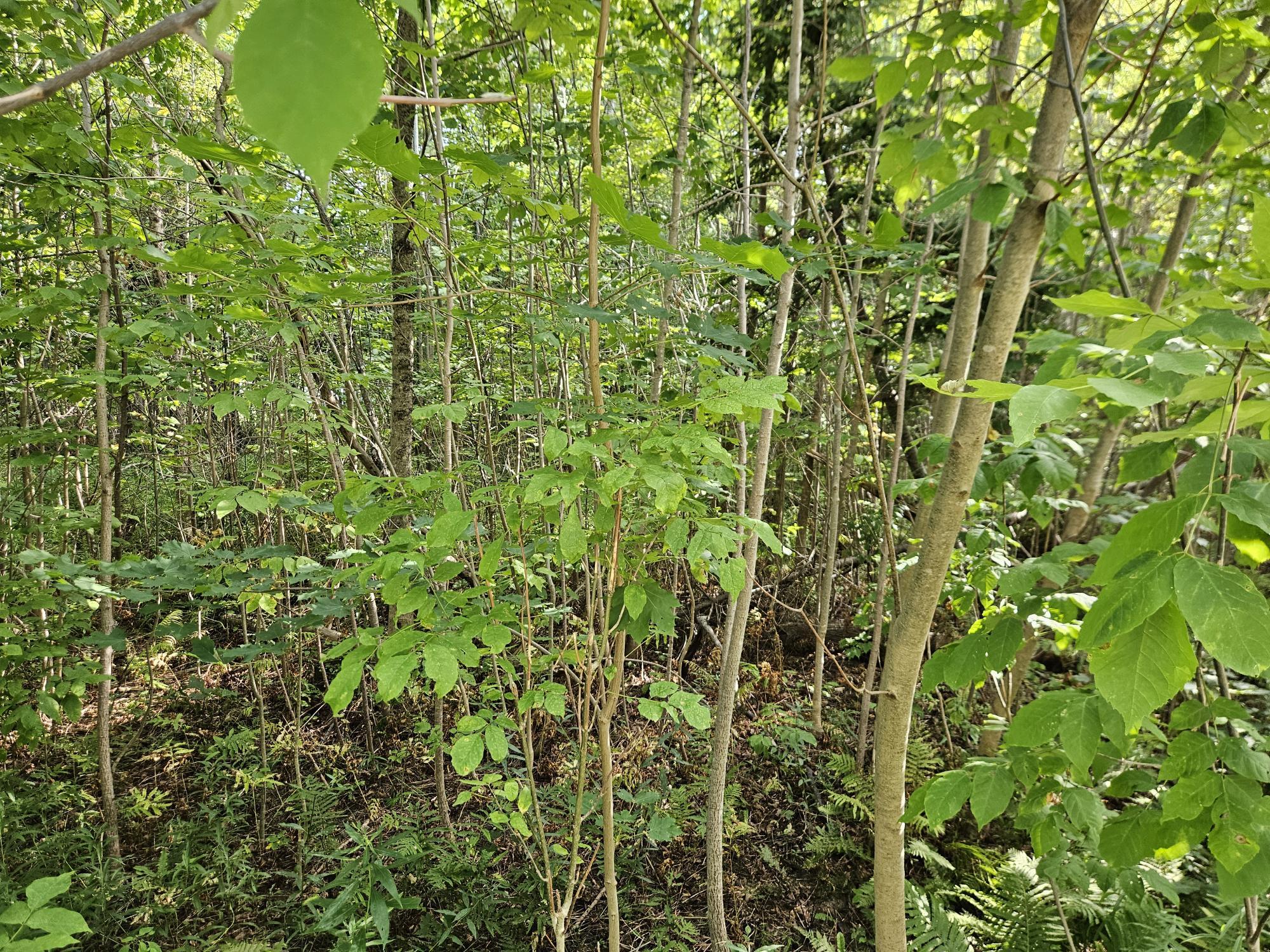 0 High Street Guilford, ME 04443 - Photo 8 of 21 20250821_162633