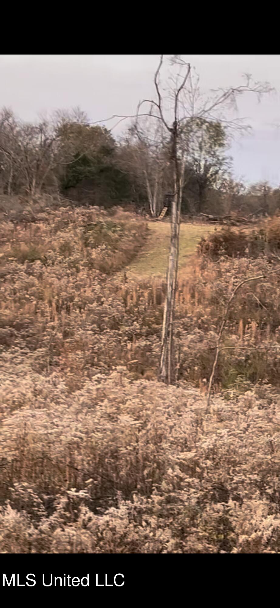 Cypress Corner Road Senatobia, MS 38668 - Photo 13 of 15 IMG_9376