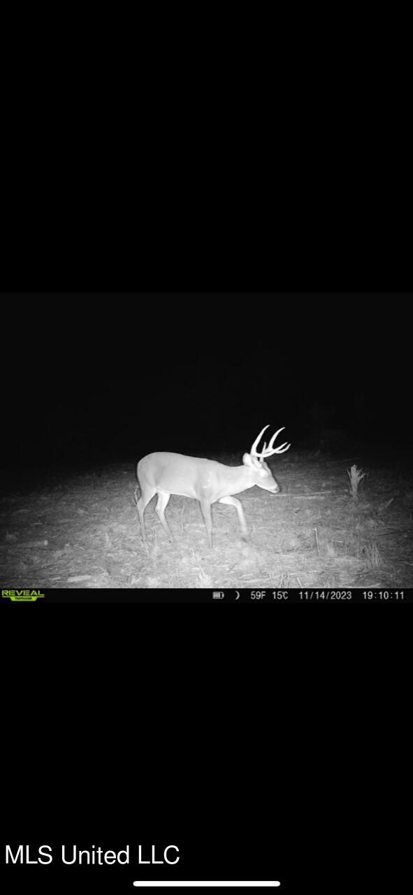 Cypress Corner Road Senatobia, MS 38668 - Photo 4 of 15 strayhorn buck 6 (1)