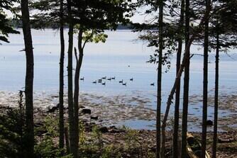 331 Paul Bunyan Road Corea, ME 04624 - Photo 56 of 62 ducks