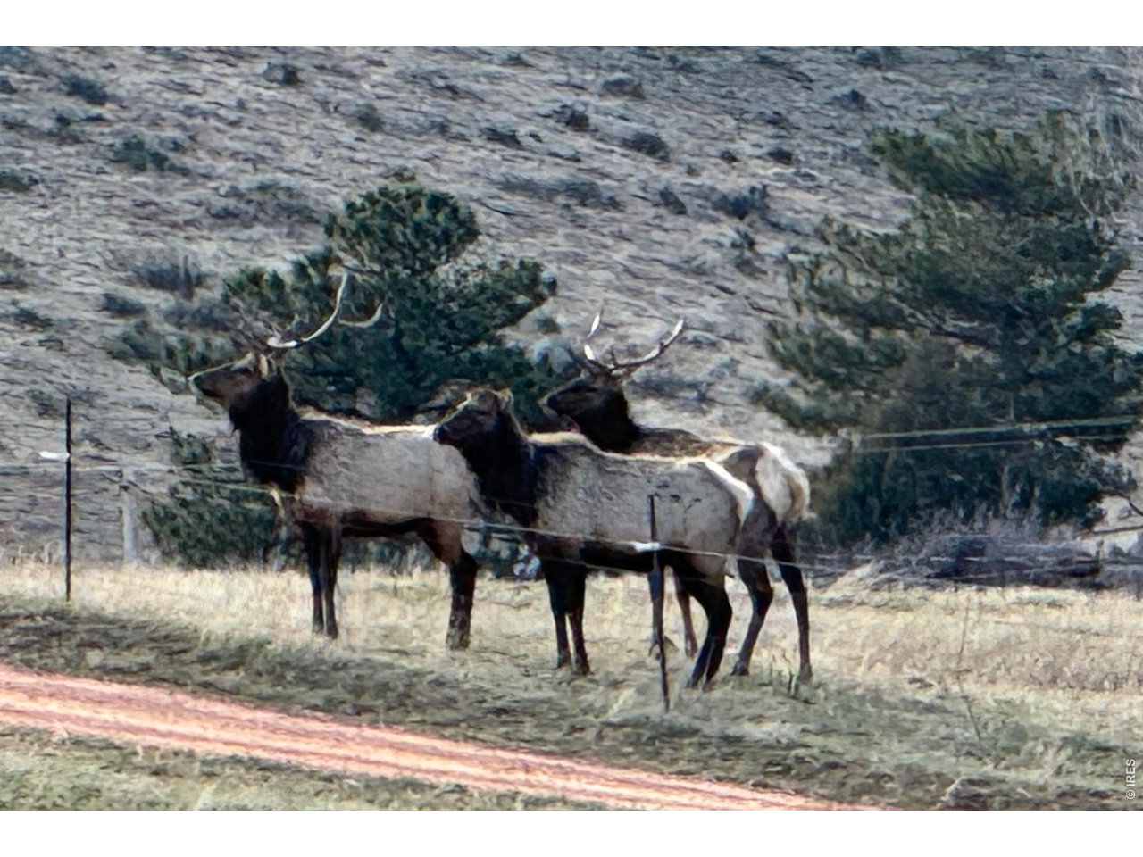 1115 Vision Way Lyons, CO 80540 - Photo 15 of 19 a view of yard with tree s