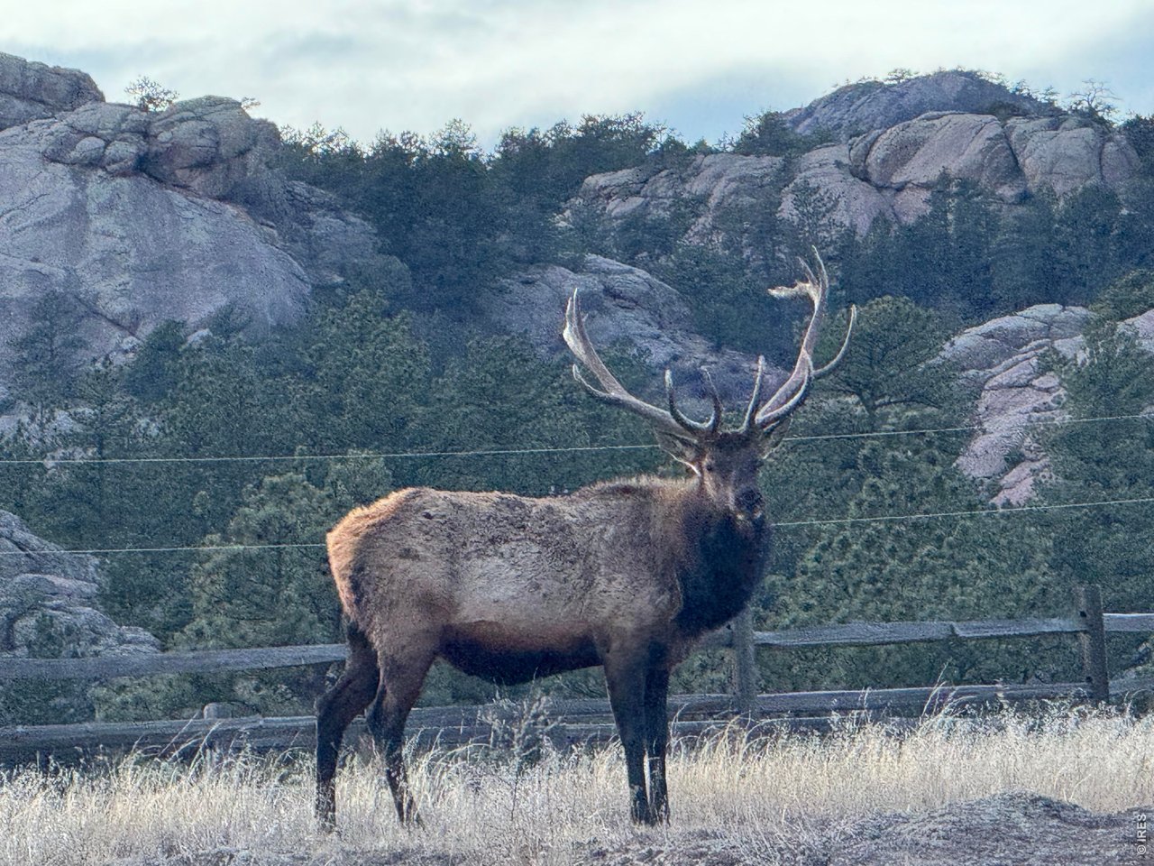 1115 Vision Way Lyons, CO 80540 - Photo 16 of 19 a view of a yard