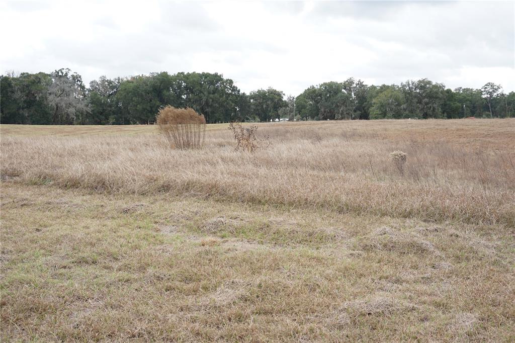 0 Northeast 141st Street Citra, FL 32113 - Photo 12 of 17 a view of a field with trees in the background