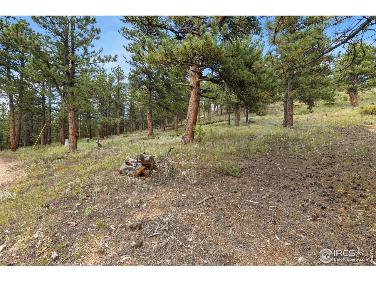 357 Big John Road Lyons, CO 80540 - Photo 11 of 14 a view of a tree in a yard