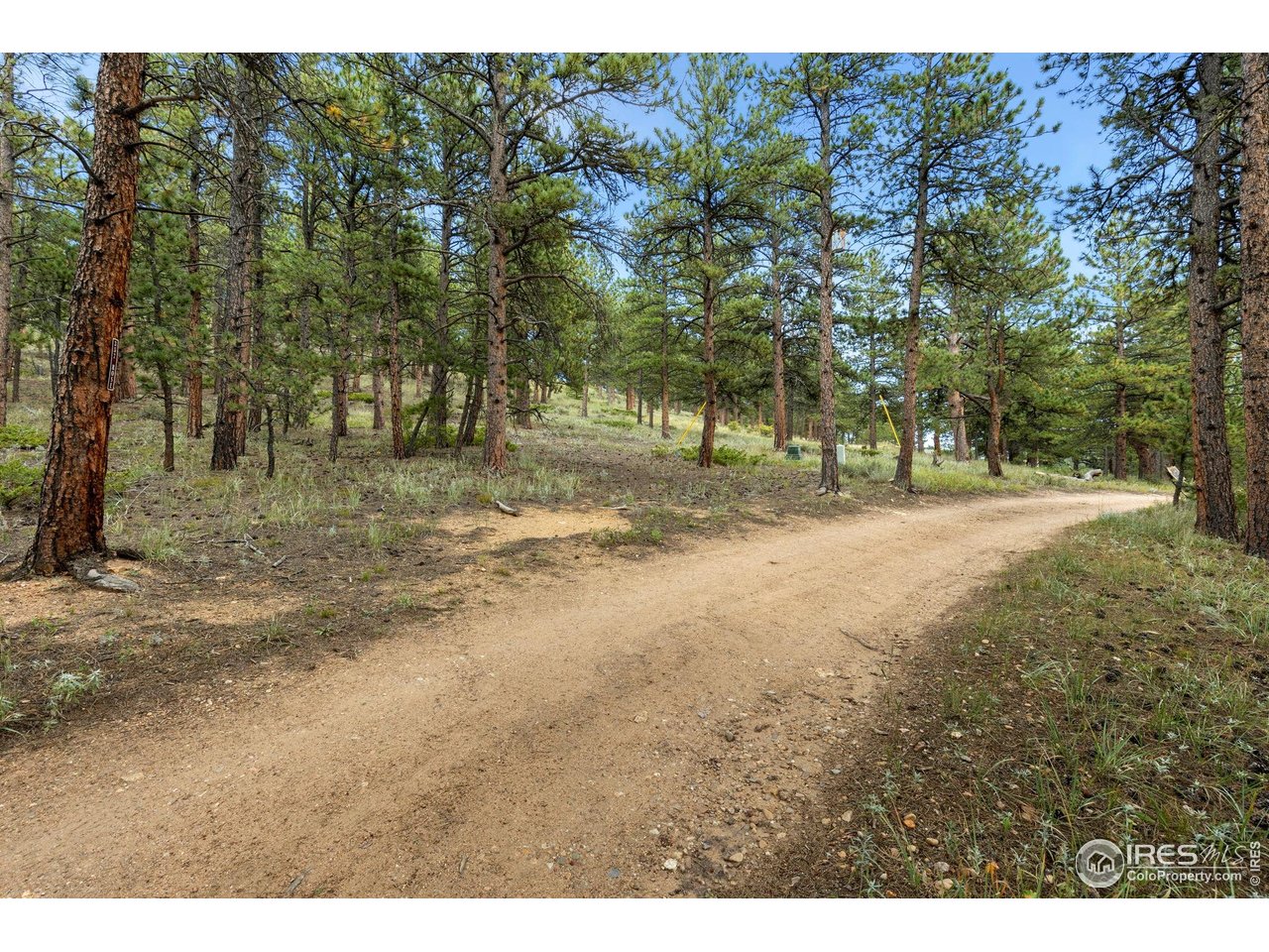 357 Big John Road Lyons, CO 80540 - Photo 14 of 14 a view of dirt yard with a tree