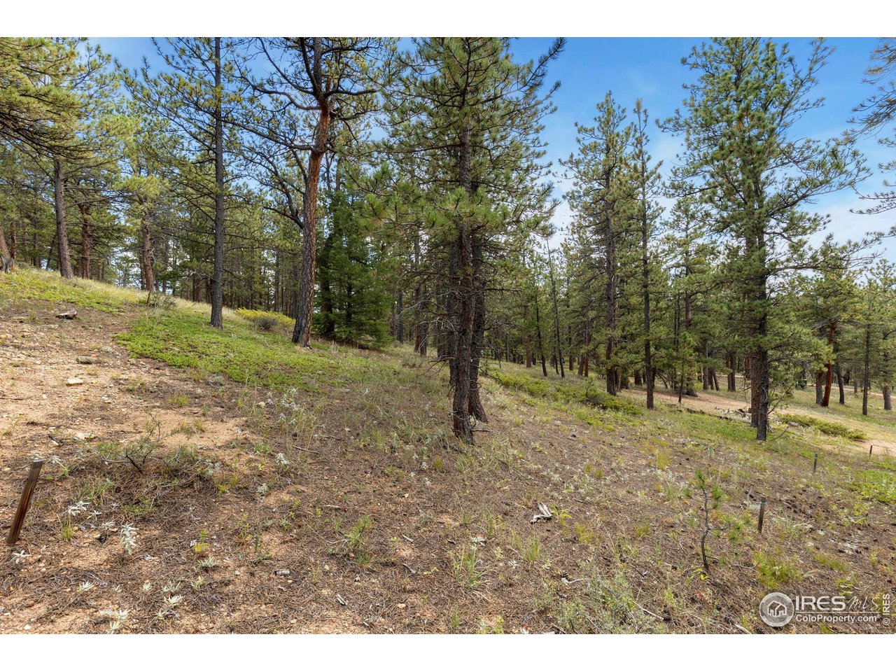357 Big John Road Lyons, CO 80540 - Photo 9 of 14 a view of outdoor space with trees all around