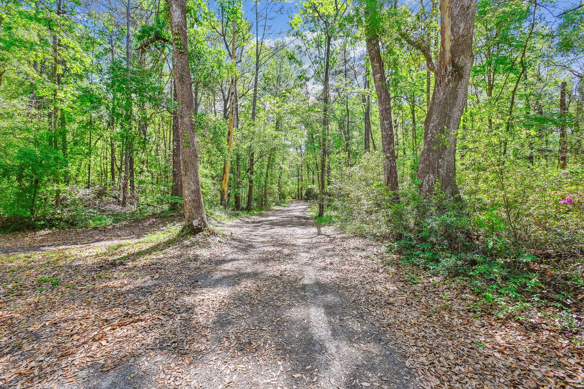 7095 Parkers Ferry Road Adams Run, SC 29426 - Photo 18 of 27 exterior-land-dsc0269