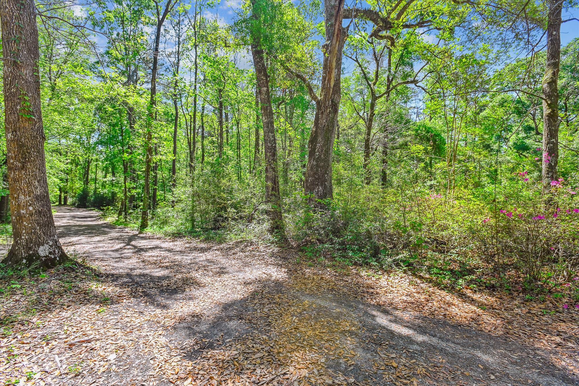 7095 Parkers Ferry Road Adams Run, SC 29426 - Photo 19 of 27 exterior-land-dsc0299