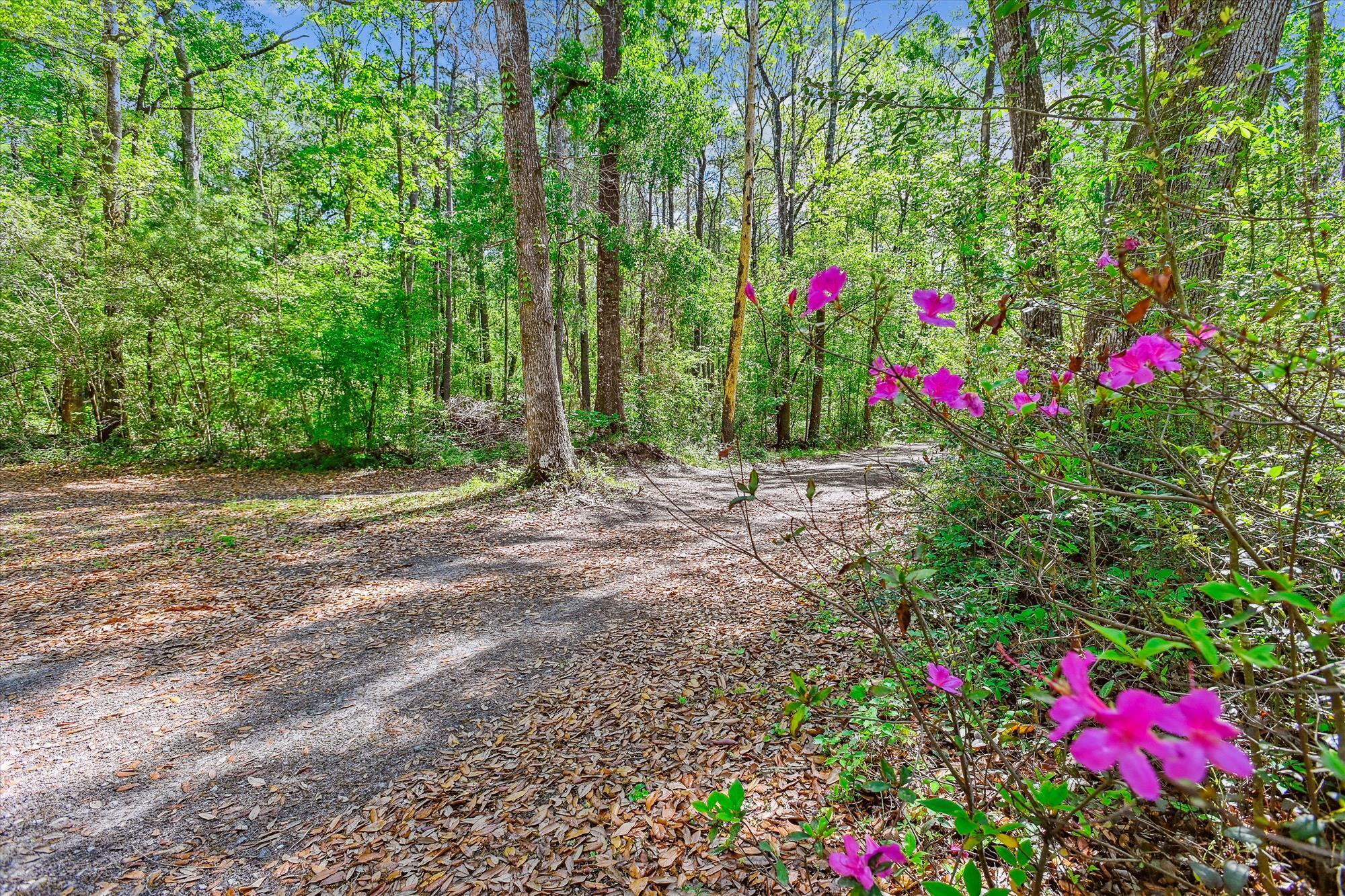 7095 Parkers Ferry Road Adams Run, SC 29426 - Photo 25 of 27 exterior-land-dsc0268