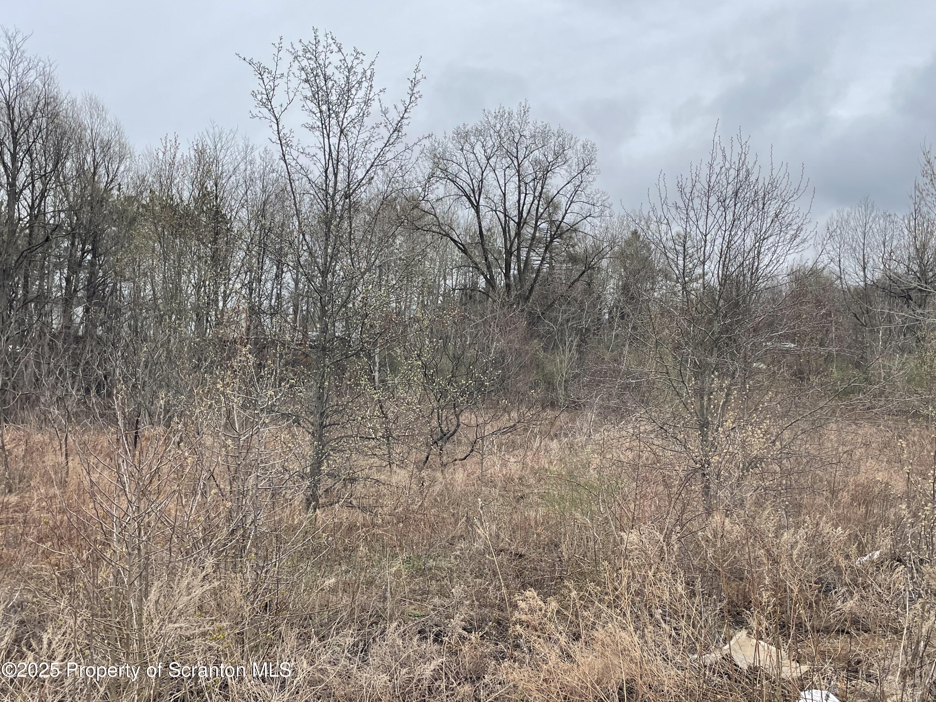 Union Street Taylor, PA 18517 - Photo 3 of 7 a view of a dry yard with trees
