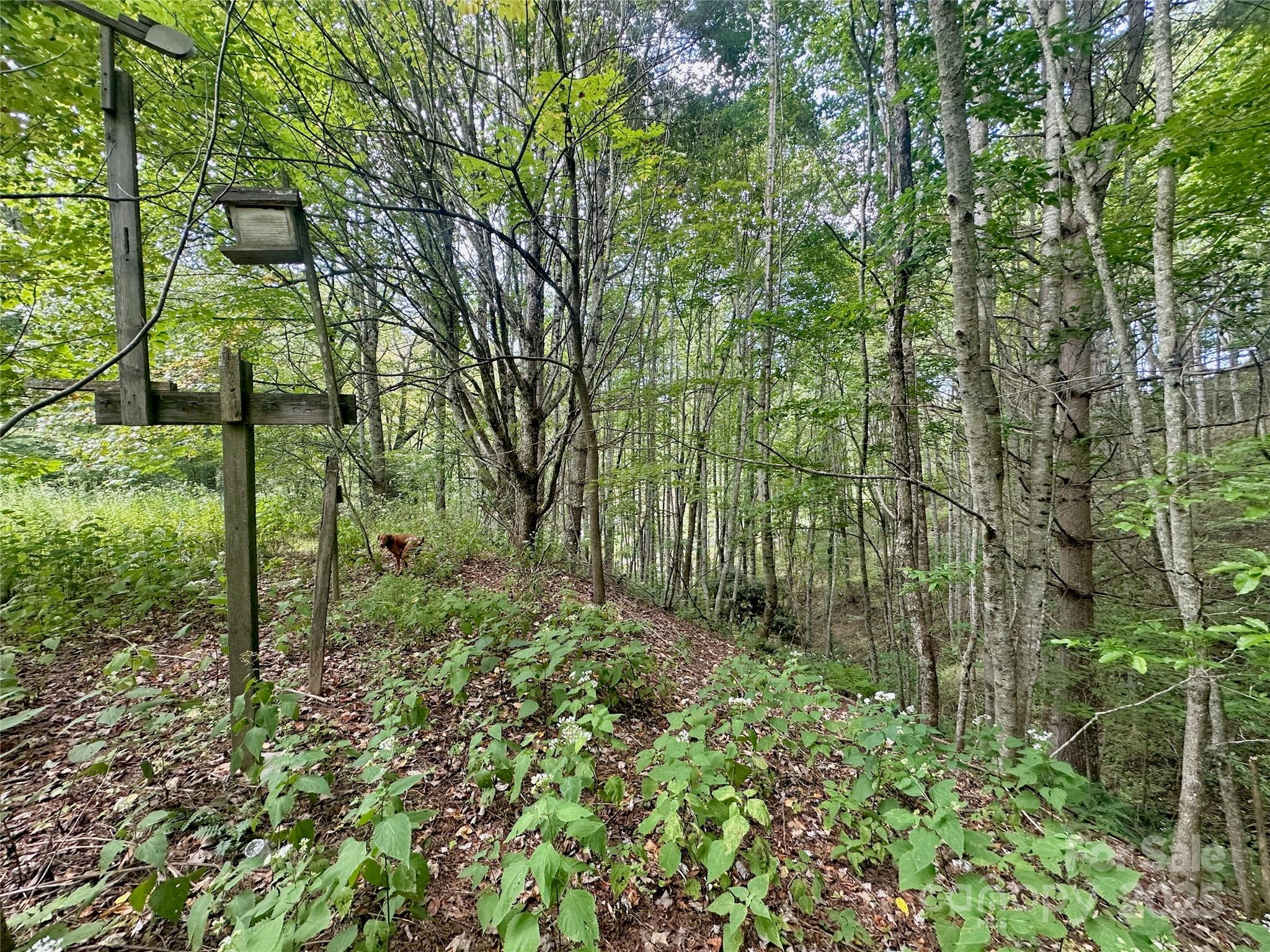 Tbd Old Anderson Quarry Road Vilas, NC 28692 - Photo 12 of 21