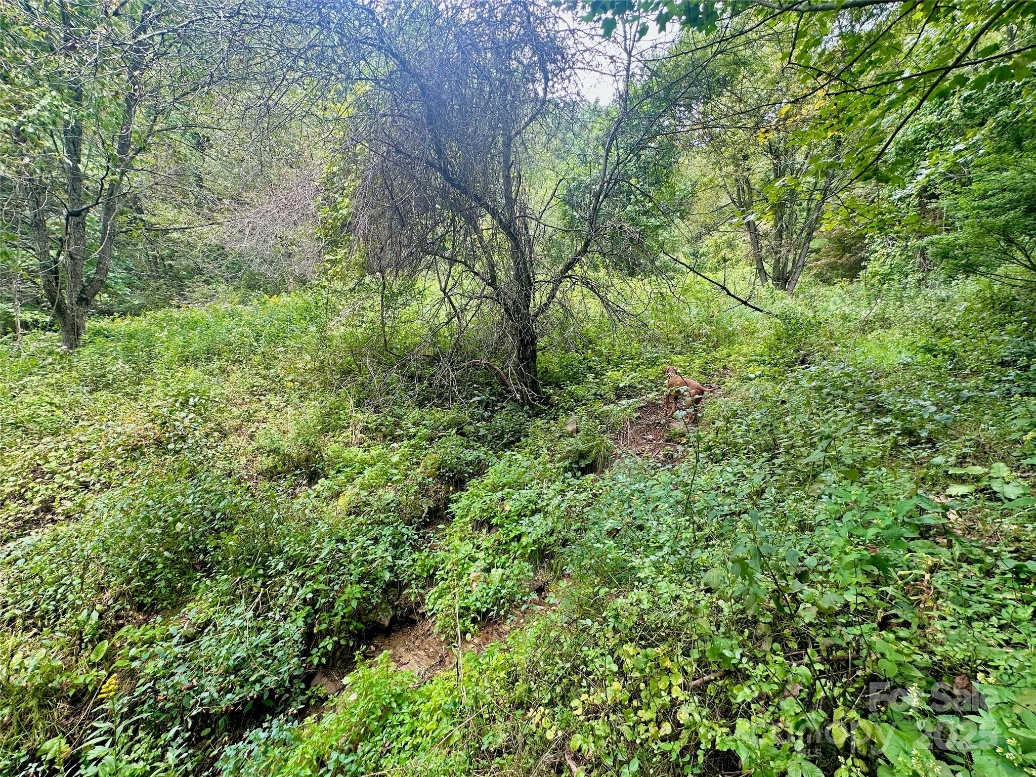 Tbd Old Anderson Quarry Road Vilas, NC 28692 - Photo 10 of 21