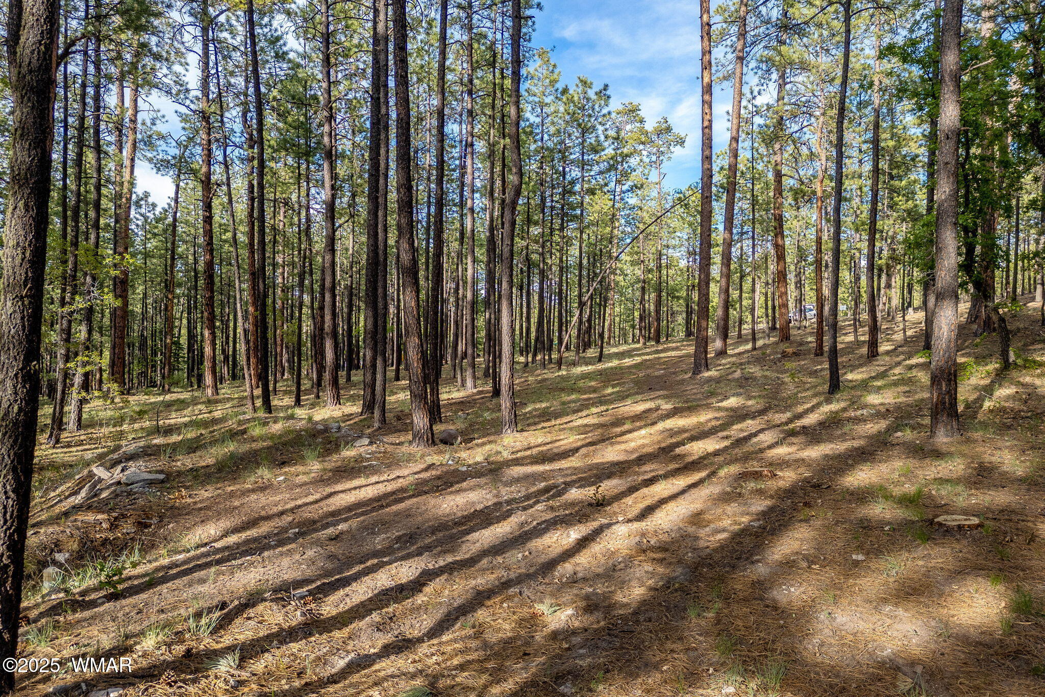 15 Co Road Alpine, AZ 85920 - Photo 3 of 13 a view of backyard with trees