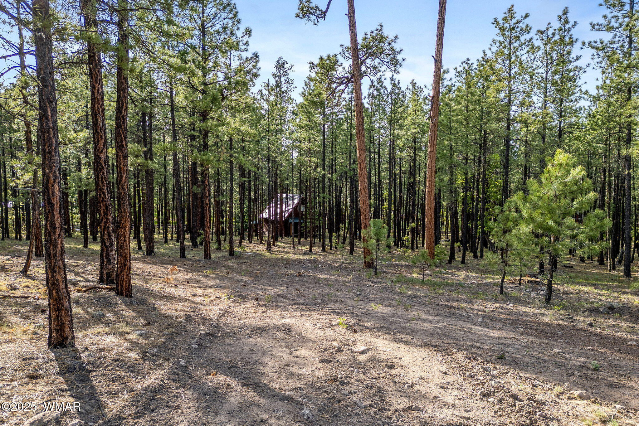 15 Co Road Alpine, AZ 85920 - Photo 4 of 13 a view of outdoor space with sink and trees