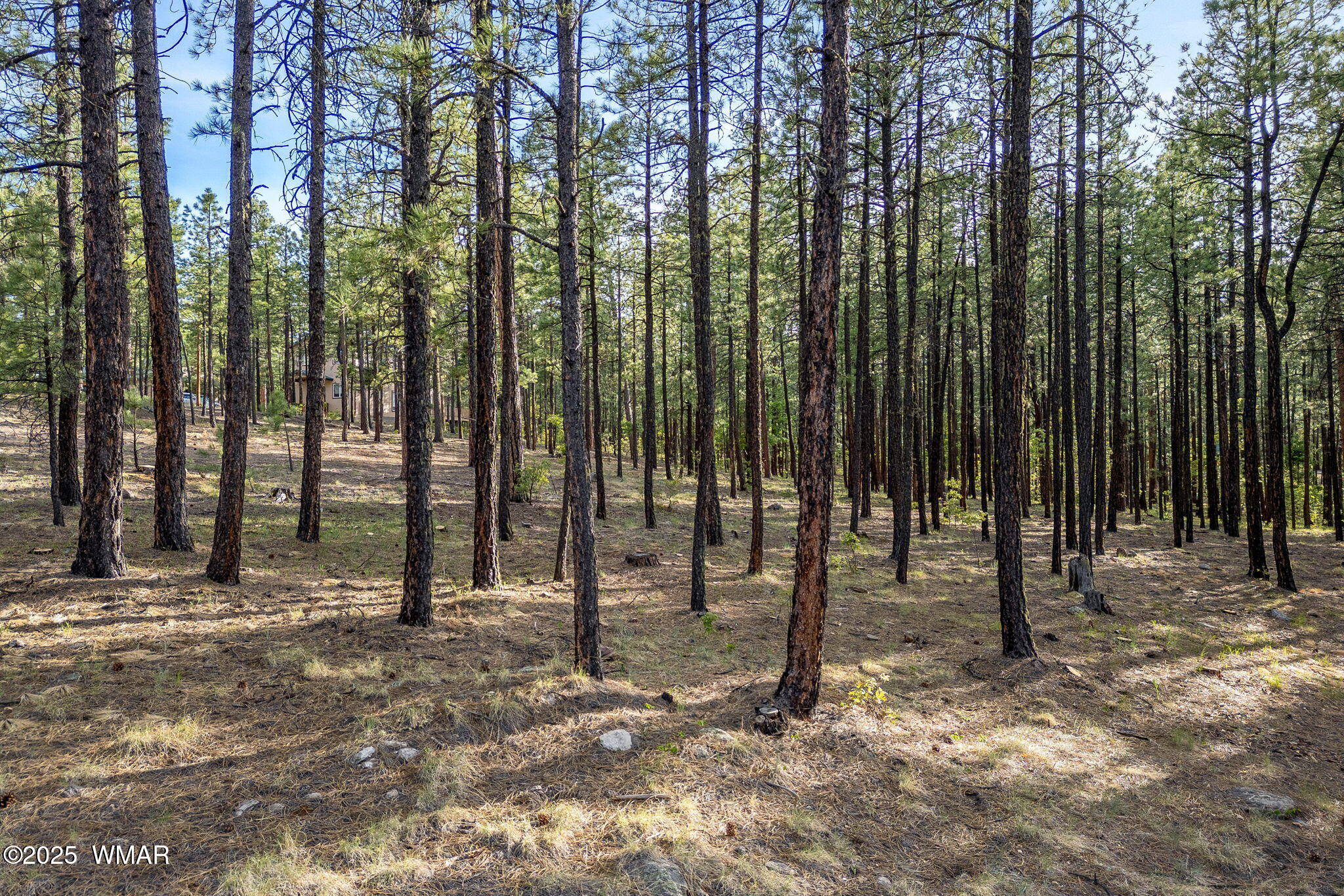 15 Co Road Alpine, AZ 85920 - Photo 5 of 13 a view of tall trees with trees