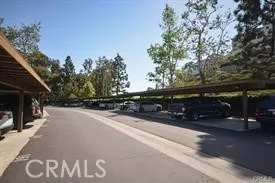 a street view with tall trees