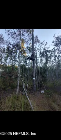 a view of a forest with trees in the background
