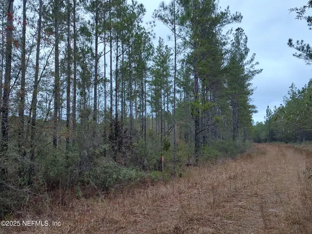 a view of a forest with trees