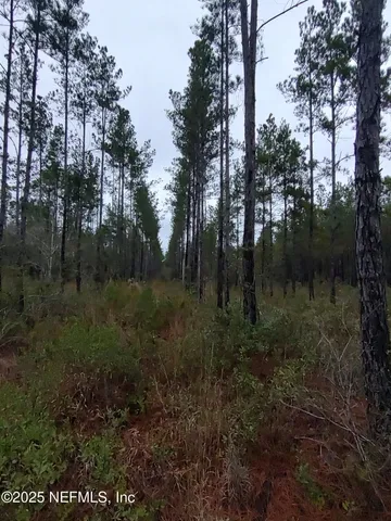a view of a forest with trees in the background
