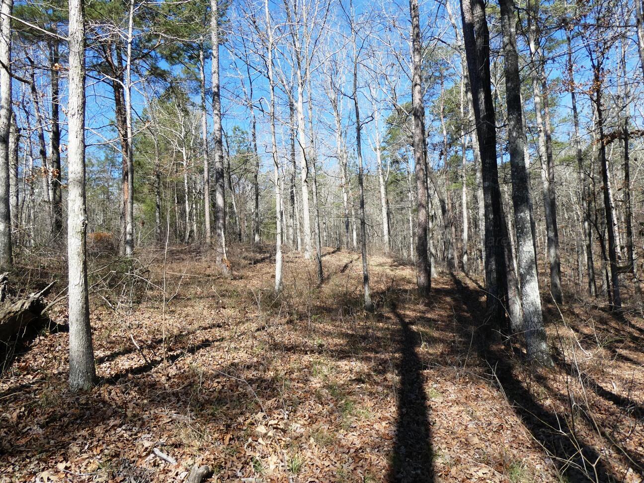 123 County Road Cullman, AL 35055 - Photo 10 of 19 Building area view 3