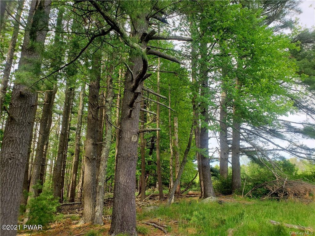Mud Pond Road Highland Lake, NY 12743 - Photo 5 of 13