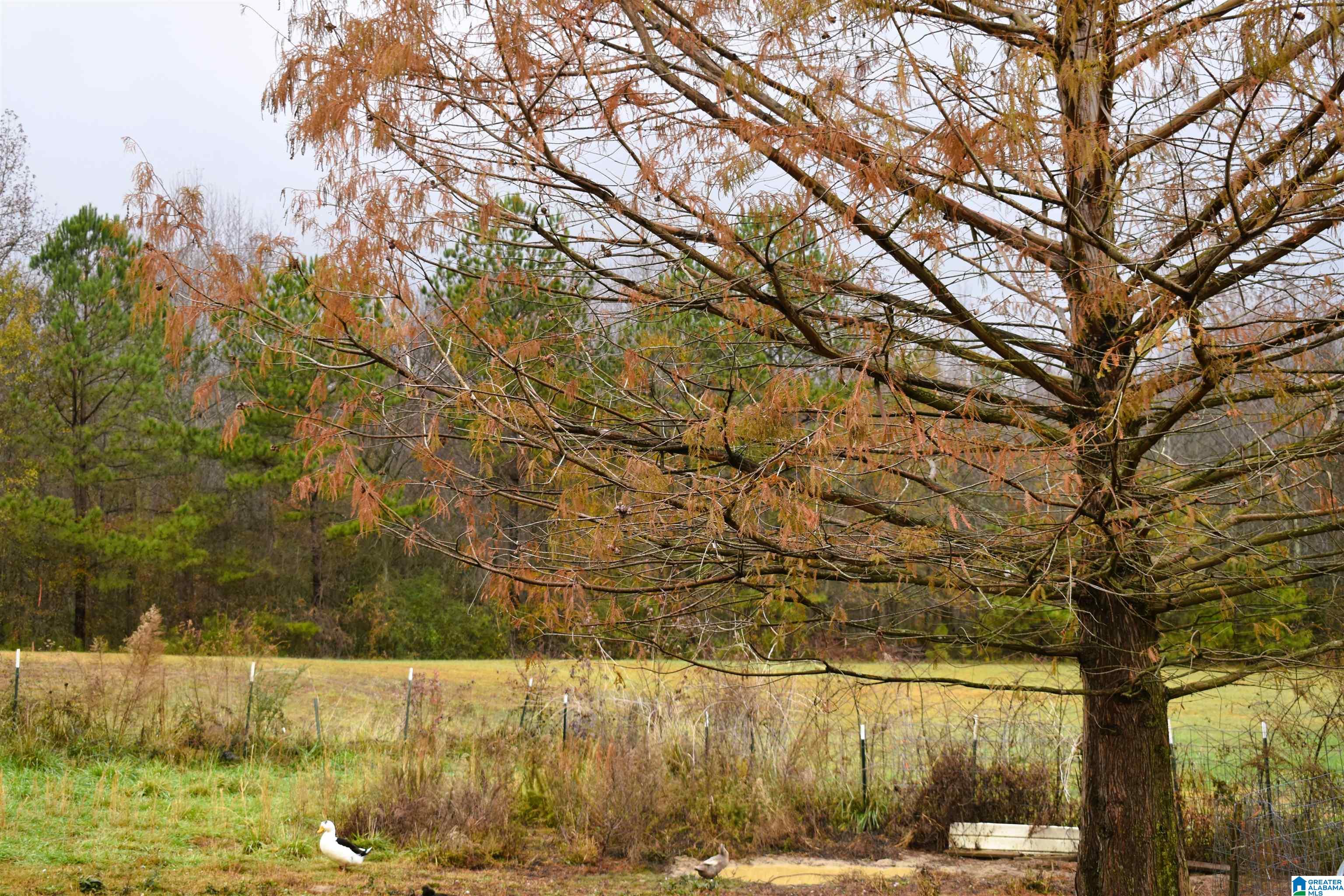 701 Cemetary Road Holly Pond, AL 35083 - Photo 28 of 31