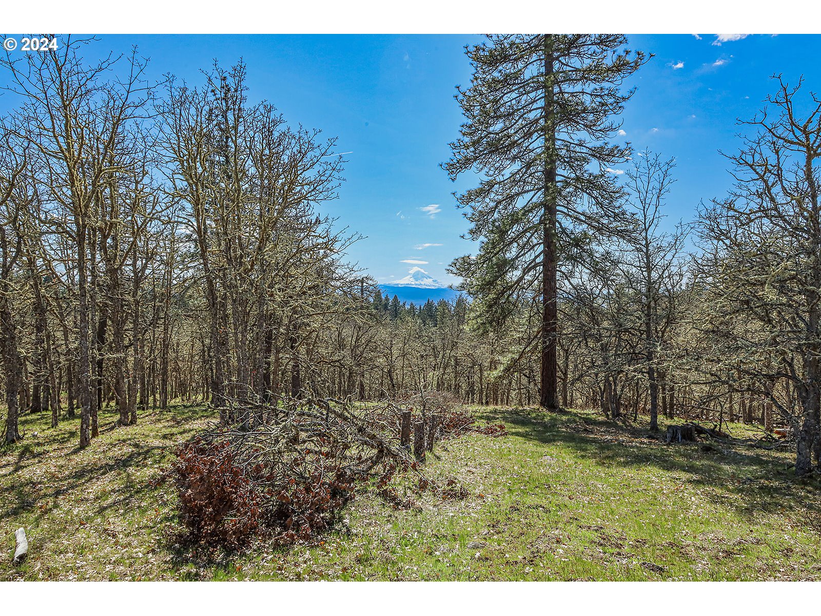 Secluded Way, Unit 4 Lyle, WA 98635 - Photo 10 of 19 a view of a yard with large trees