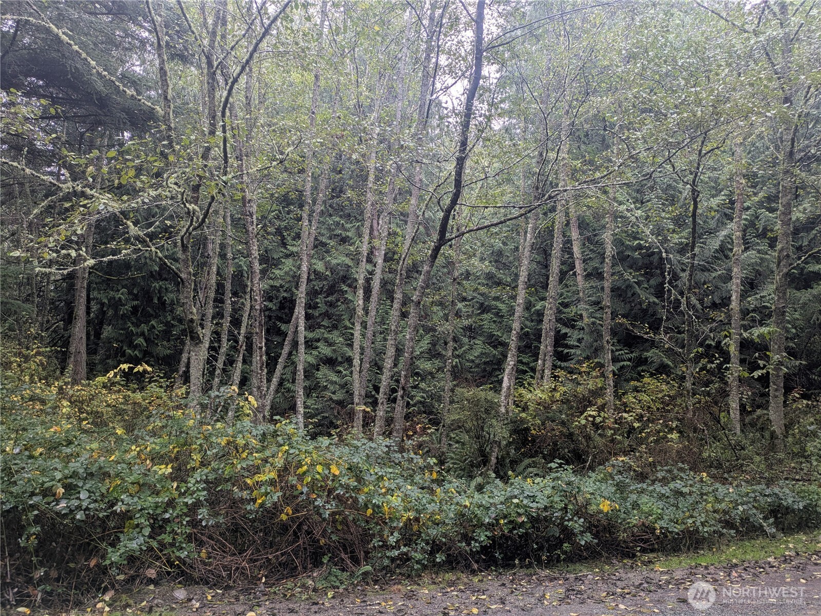 -xxx Jewett Road Clinton, WA 98236 - Photo 3 of 14