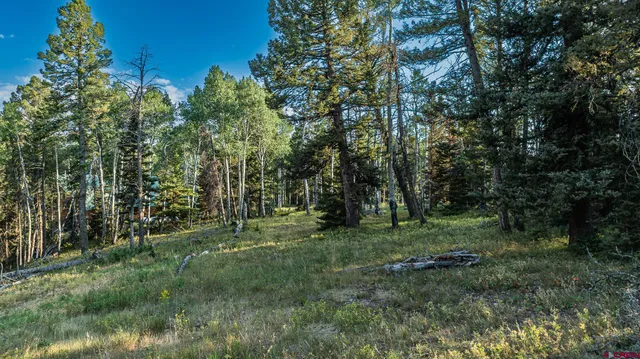 a big yard with lots of green space and deers