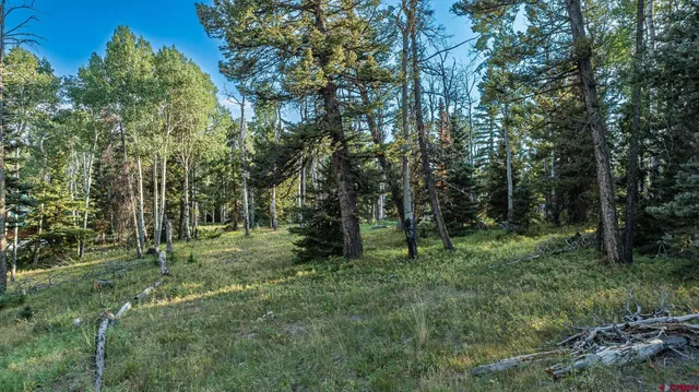 a big yard with lots of green space and deers