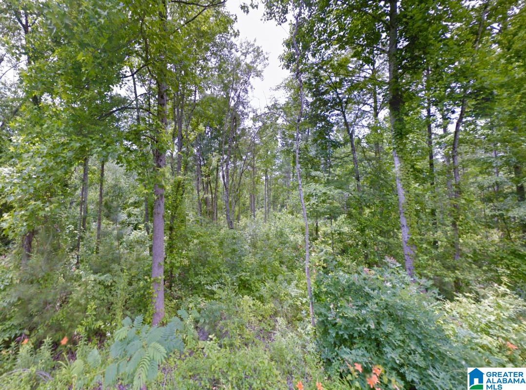 0 Bron Holmes Road Falkville, AL 35622 - Photo 9 of 14
