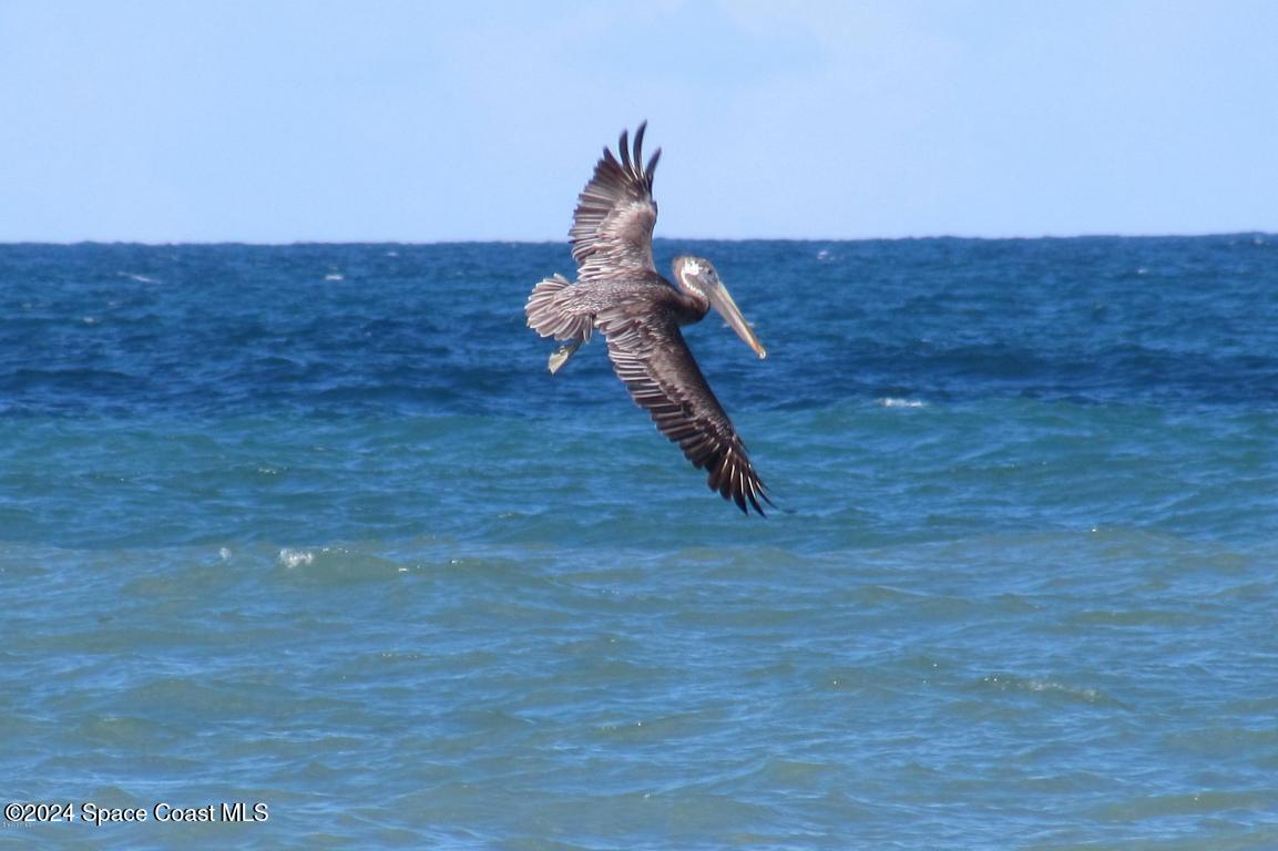675 Caribbean Road Satellite Beach, FL 32937 - Photo 33 of 35 Pelican Paradise (1)
