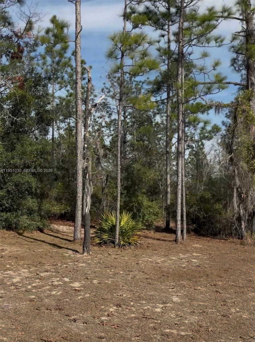 0 Northeast 121 Street Archer, FL 32618 - Photo 6 of 14 Mostly scattered pines