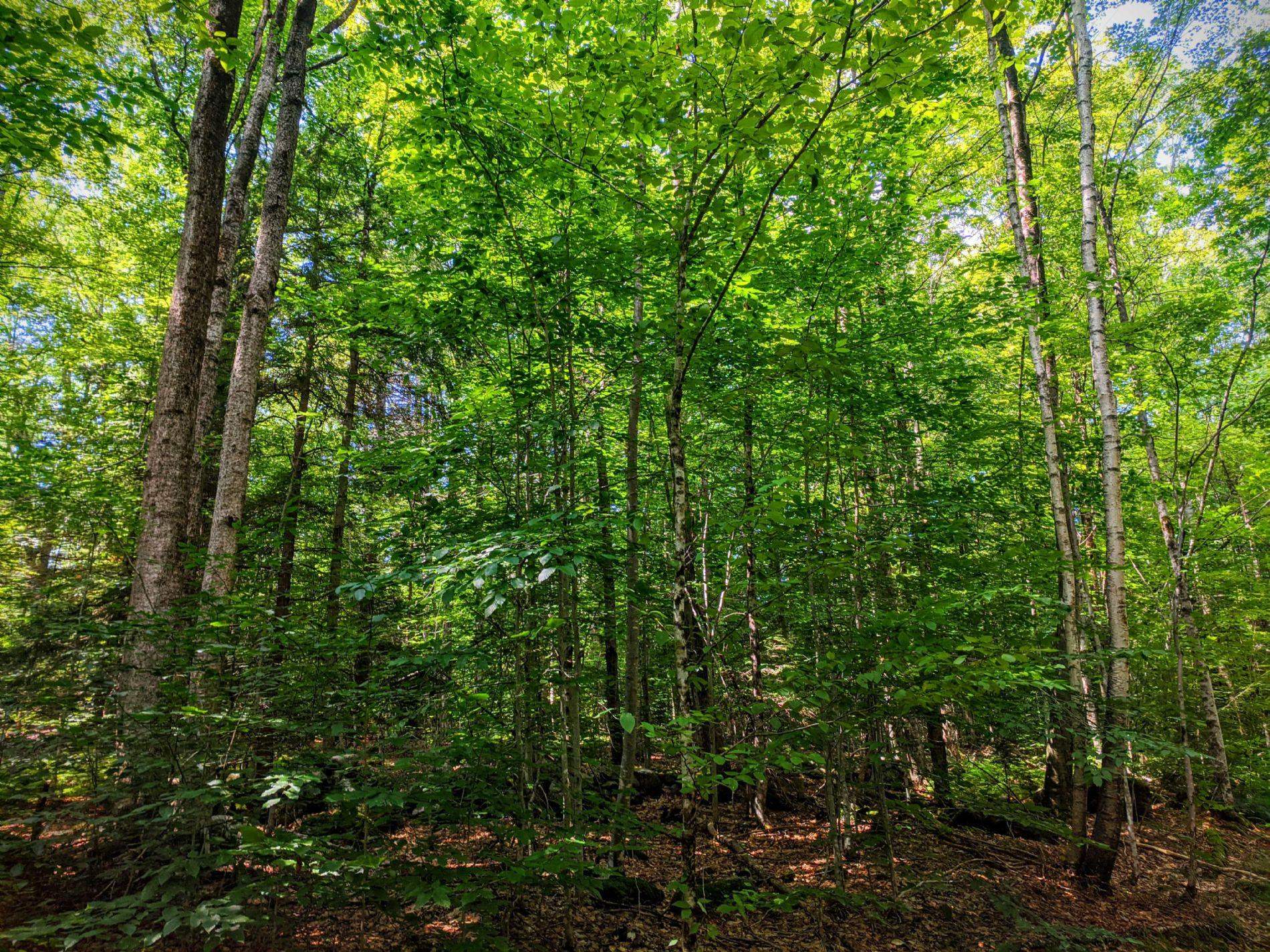 0 Cobble Hill Road Spofford, NH 03462 - Photo 20 of 25 Gallery Image 20