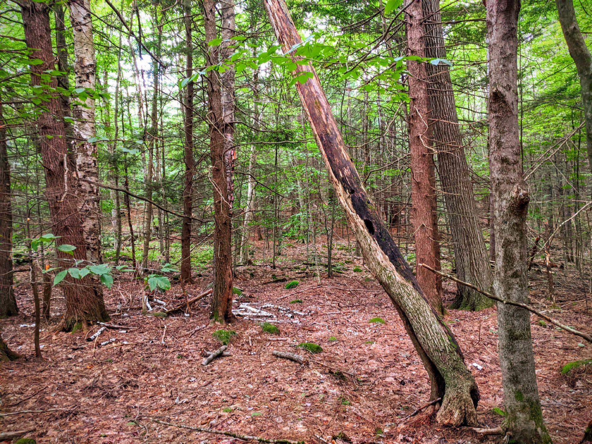 0 Cobble Hill Road Spofford, NH 03462 - Photo 22 of 25 Gallery Image 22
