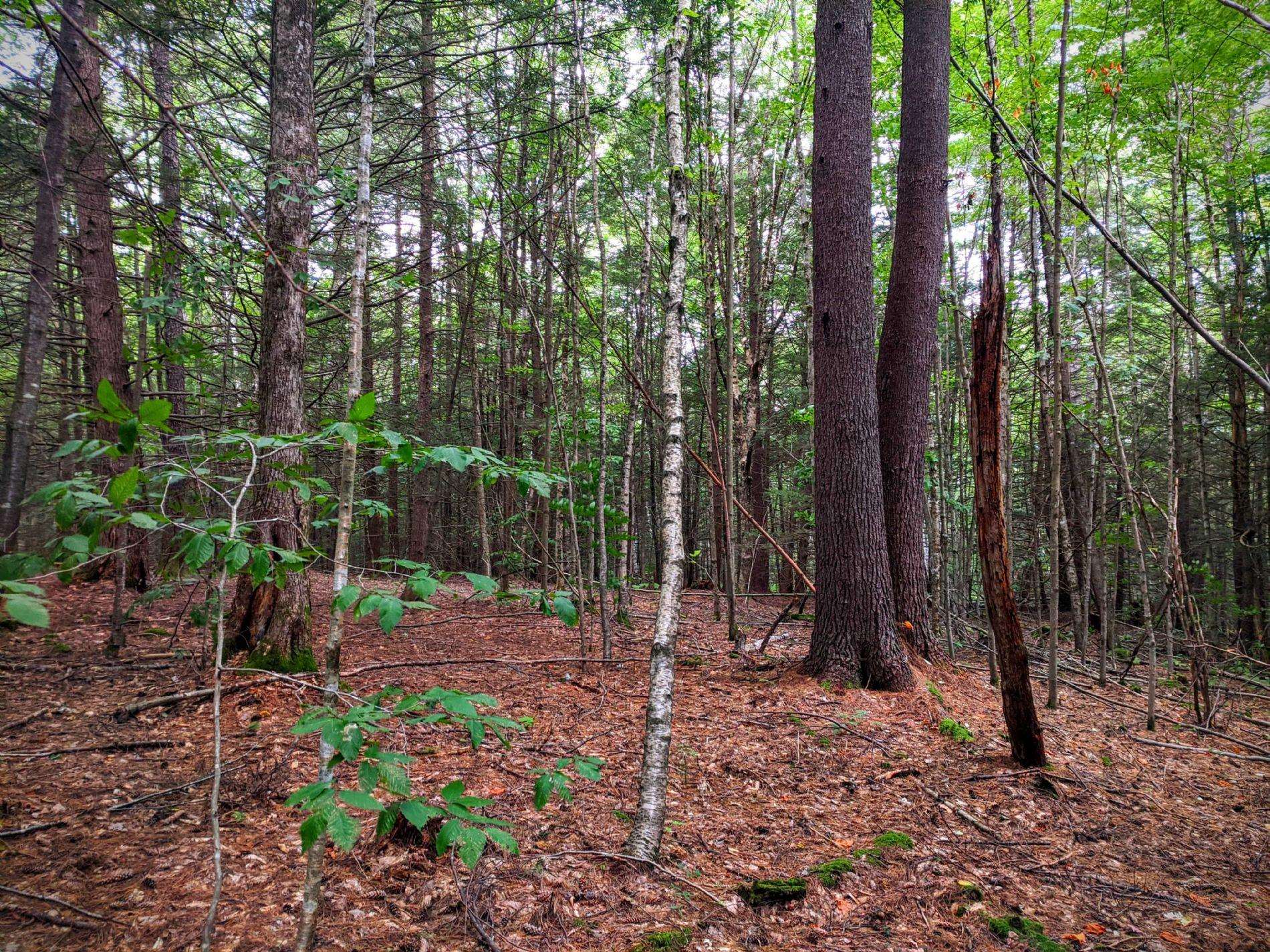 0 Cobble Hill Road Spofford, NH 03462 - Photo 7 of 25 Gallery Image 7