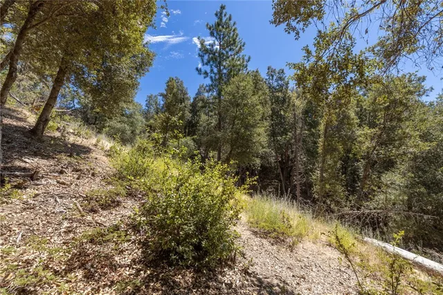a view of a yard with a tree