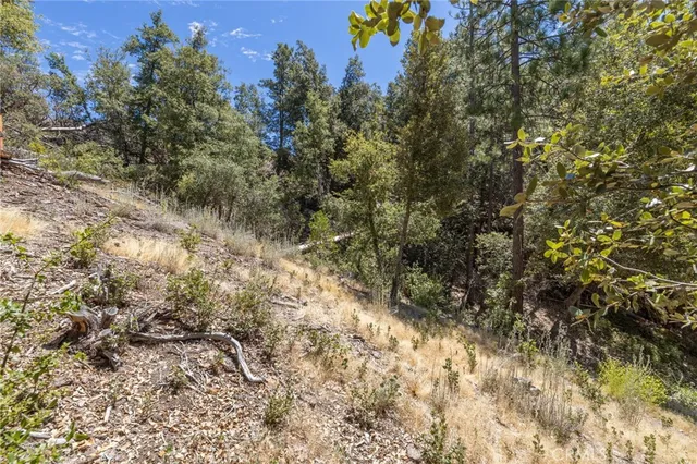 a view of a forest filled with trees