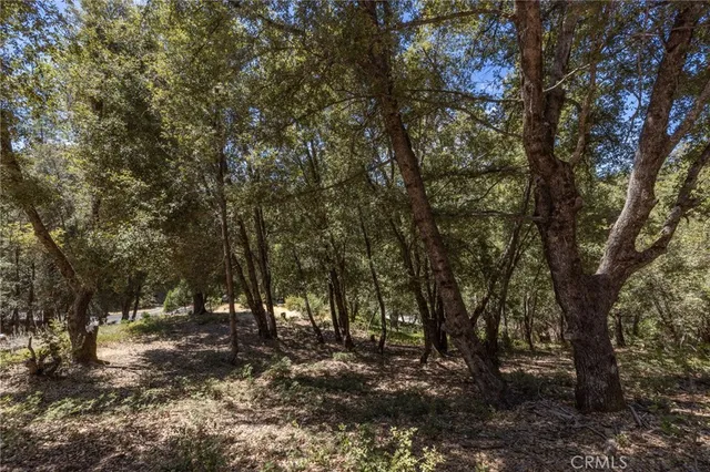 a view of a yard with large trees