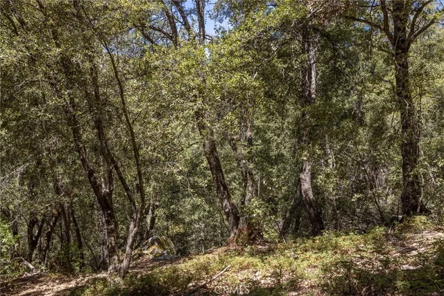 a view of a forest with trees in the background