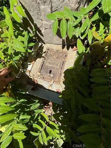 a view of banana tree